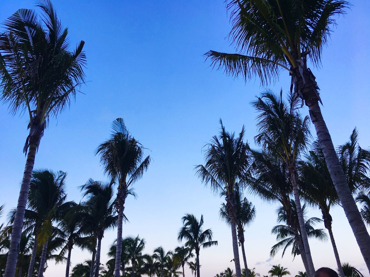 palm tree, tree, low angle view, nature, beauty in nature, scenics, growth, tree trunk, blue, sky, no people, outdoors, day, tranquility, clear sky