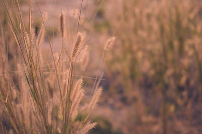 Grass flower