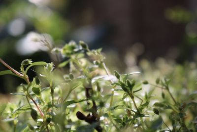 Close-up of plant