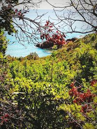 Trees by sea against sky