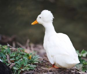 Close-up of white bird on field