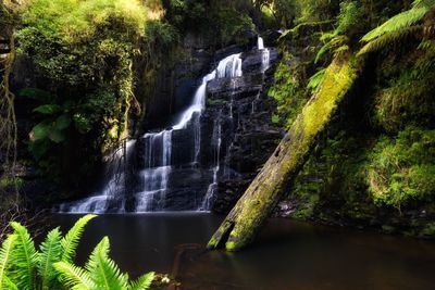 Scenic view of waterfall in forest