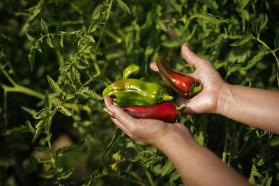 Cropped image of woman holding fruit on plant