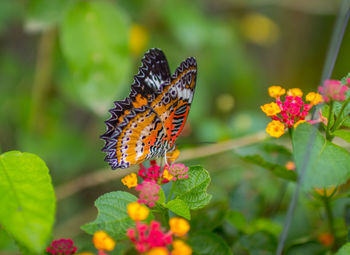 Thai butterfly in thailand asia