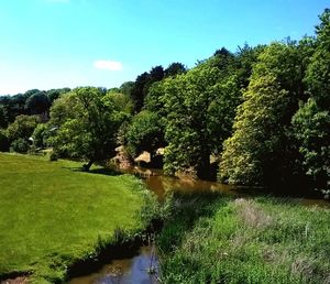 Scenic view of landscape with trees in background