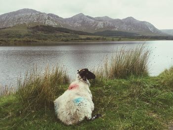 Dog in lake by mountains against sky