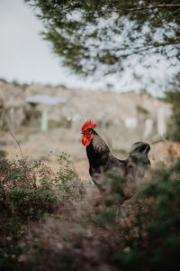 View of birds on land