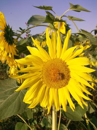 Close-up of yellow flowering plant