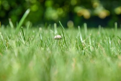 Close-up of mushroom growing on field