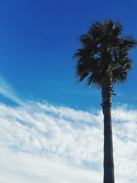 Low angle view of palm tree against blue sky