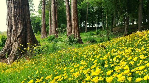 Flowers growing in field