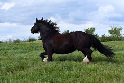 Horse standing in a field