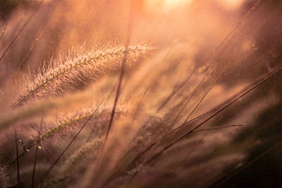 Close-up of stalks against the sky