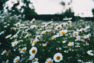 Close-up of white flowering plants on field