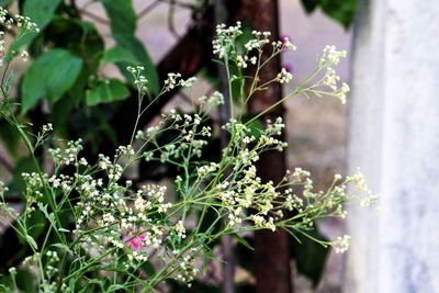 Close-up of flowering plants in yard