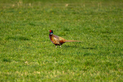 Pheasant sideways on a meadow