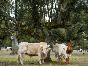 Cows on tree