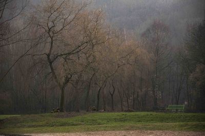 Bare trees in forest during foggy weather