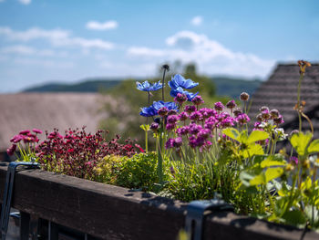 Close-up of purple flowering plants