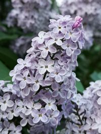 Close-up of purple flowers