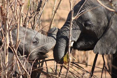Close-up of two elephants in the bush