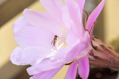 Close-up of insect on pink flower