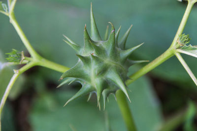 Close-up of succulent plant