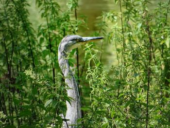 View of a bird in forest