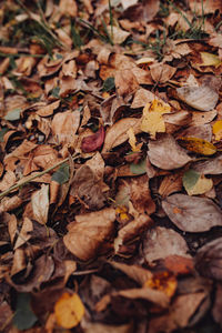 Full frame shot of dry maple leaves on land