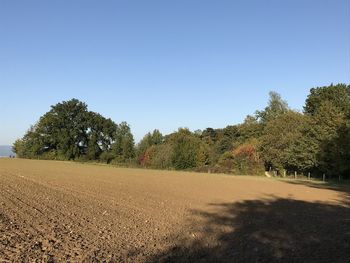 Trees on field against clear blue sky