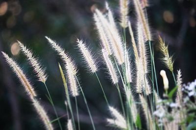 Close-up of stalks in field