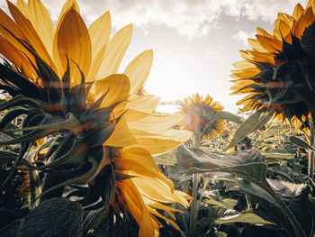 Close-up of sunflower against sky