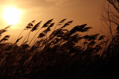 Close-up of silhouette plants on field against sunset sky