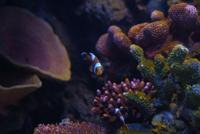 Close-up of fish swimming in sea