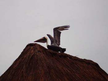 Low angle view of bird on roof against clear sky