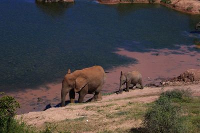 Elephant standing on landscape