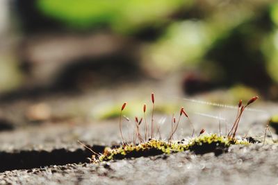 Close-up of plant growing on field