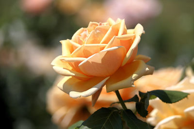 Close-up of flower blooming outdoors