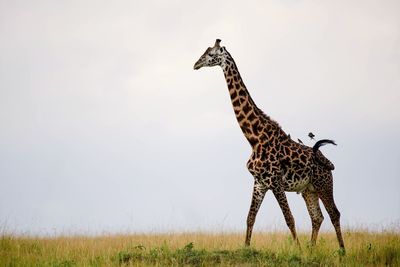 Low angle view of giraffe on field against sky with oxpeckers