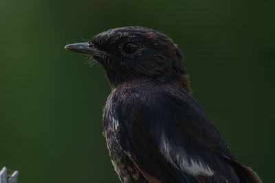 Close-up of a bird against blurred background