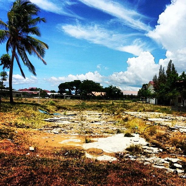 tree, sky, tranquil scene, water, tranquility, scenics, beauty in nature, nature, palm tree, beach, cloud - sky, cloud, growth, landscape, idyllic, sunlight, rock - object, outdoors, shore, day