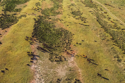 High angle view of trees on field