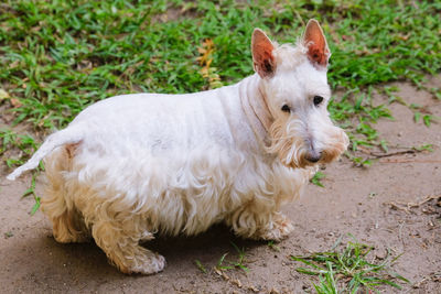 Dog standing in a field