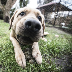 Close-up portrait of puppy