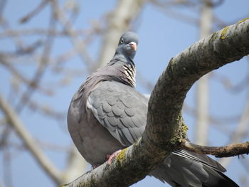 Low angle view of eagle perching on tree against sky