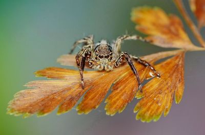 Close-up of spider on der. leaf