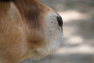 Close-up of horse