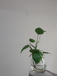 Close-up of plant in vase against wall