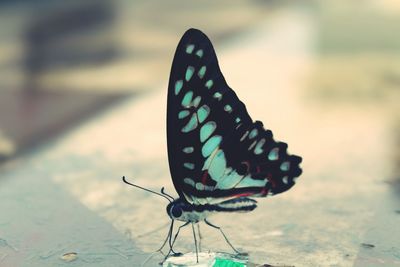 Close-up of butterfly on tree trunk