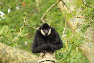 Monkey sitting on tree